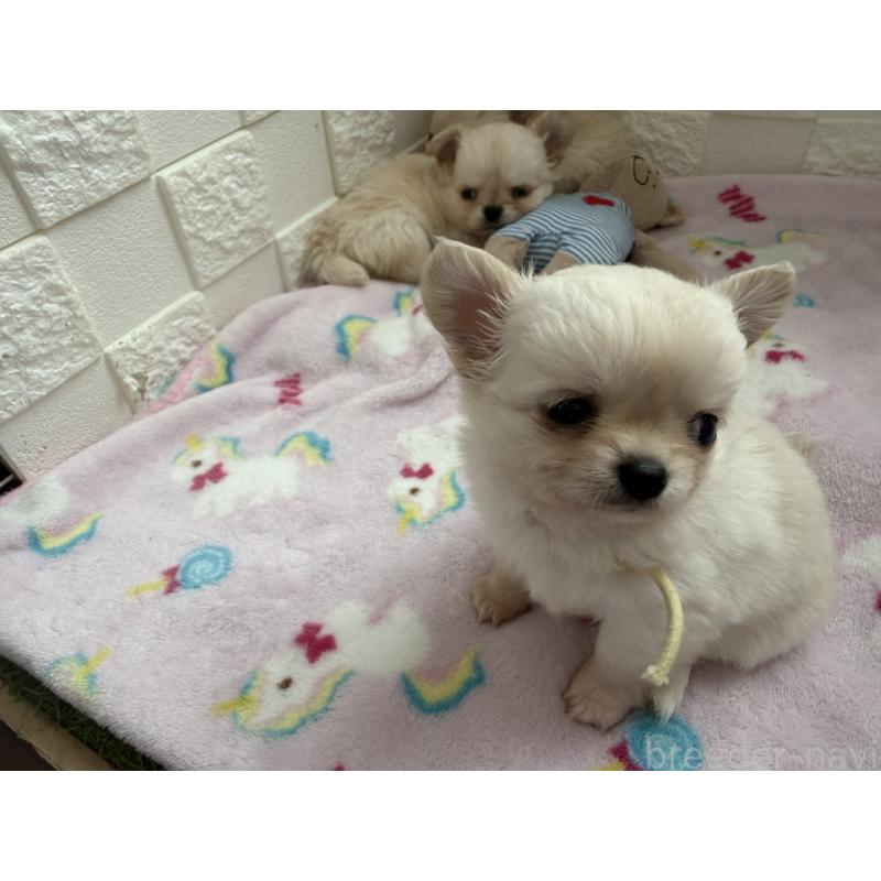 販売中の愛知県のチワワ(ロングコート)-447266の3枚目