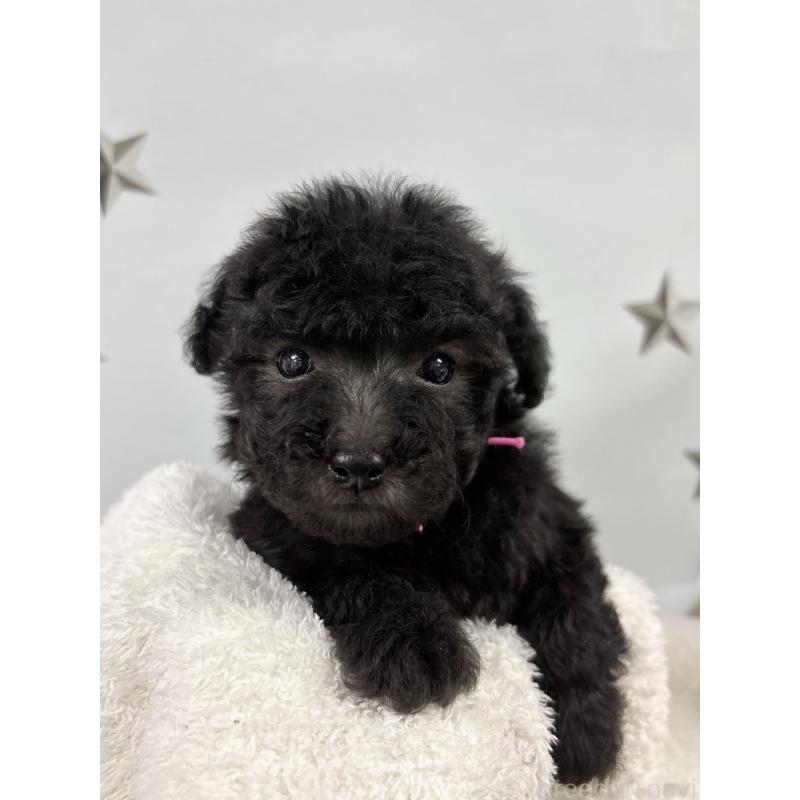 販売中の千葉県のトイプードル-447008の2枚目