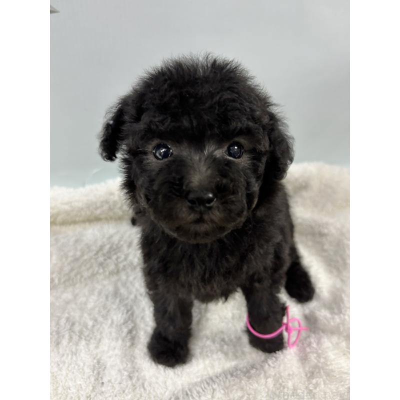 販売中の千葉県のトイプードル-447008の1枚目