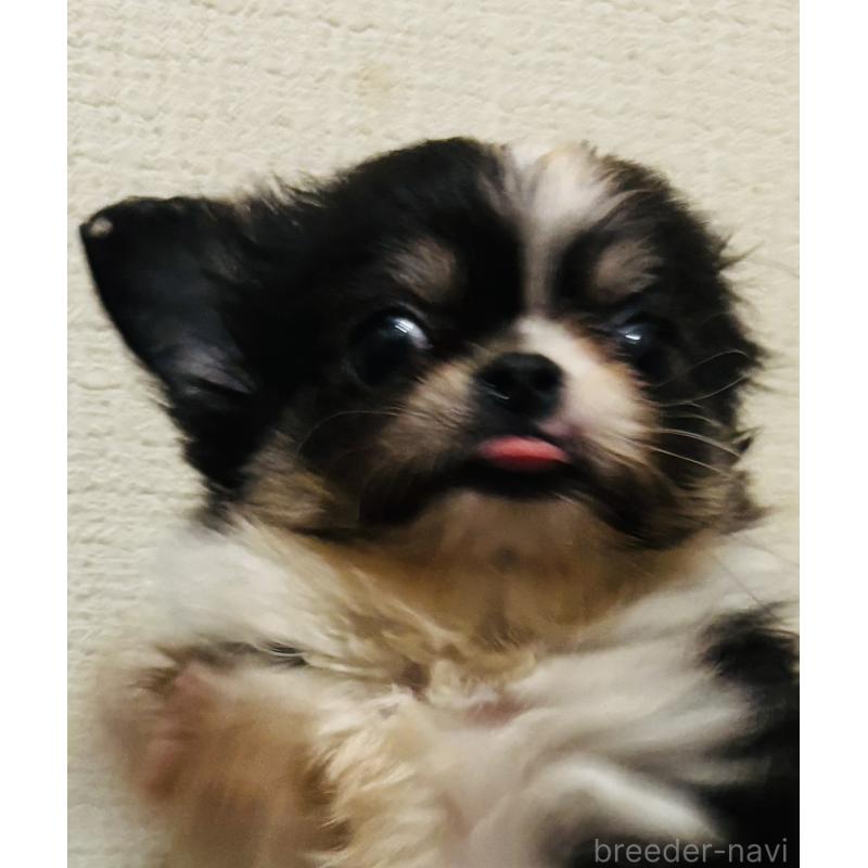 販売中の愛知県のチワワ(ロングコート)-447268の5枚目