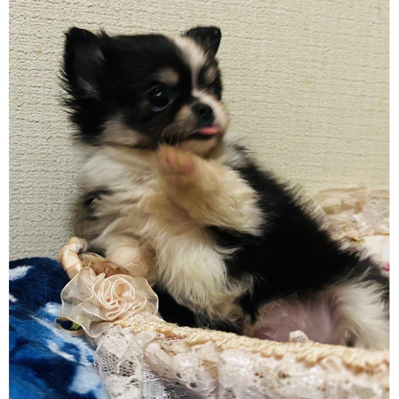 販売中の愛知県のチワワ(ロングコート)-447268の4枚目