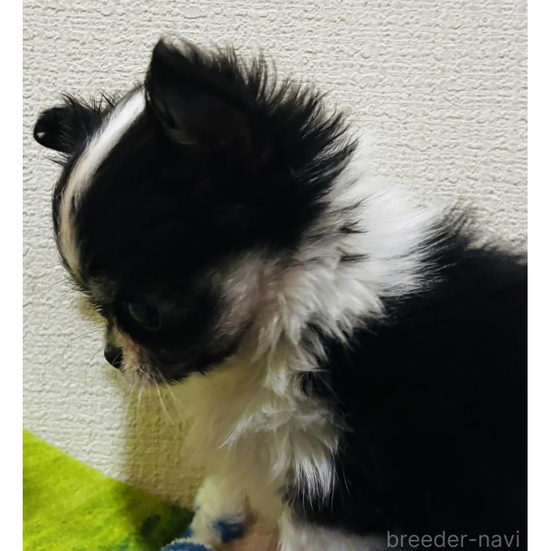 販売中の愛知県のチワワ(ロングコート)-447268の3枚目