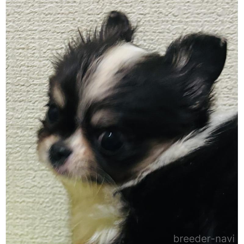 販売中の愛知県のチワワ(ロングコート)-447268の1枚目