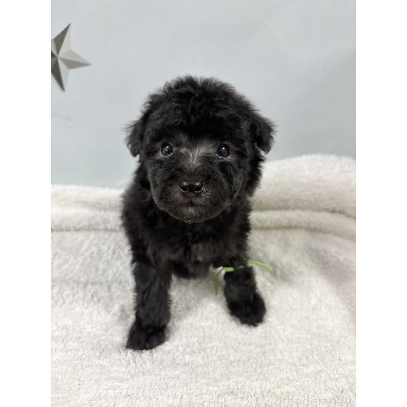 販売中の千葉県のトイプードル-447013の3枚目