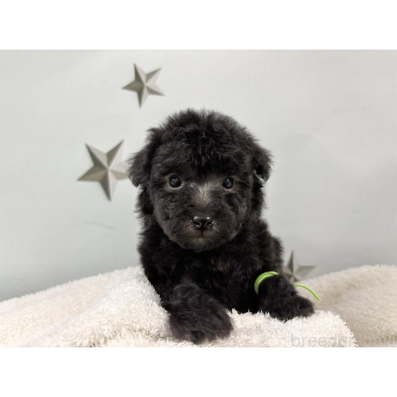 販売中の千葉県のトイプードル-447013の2枚目