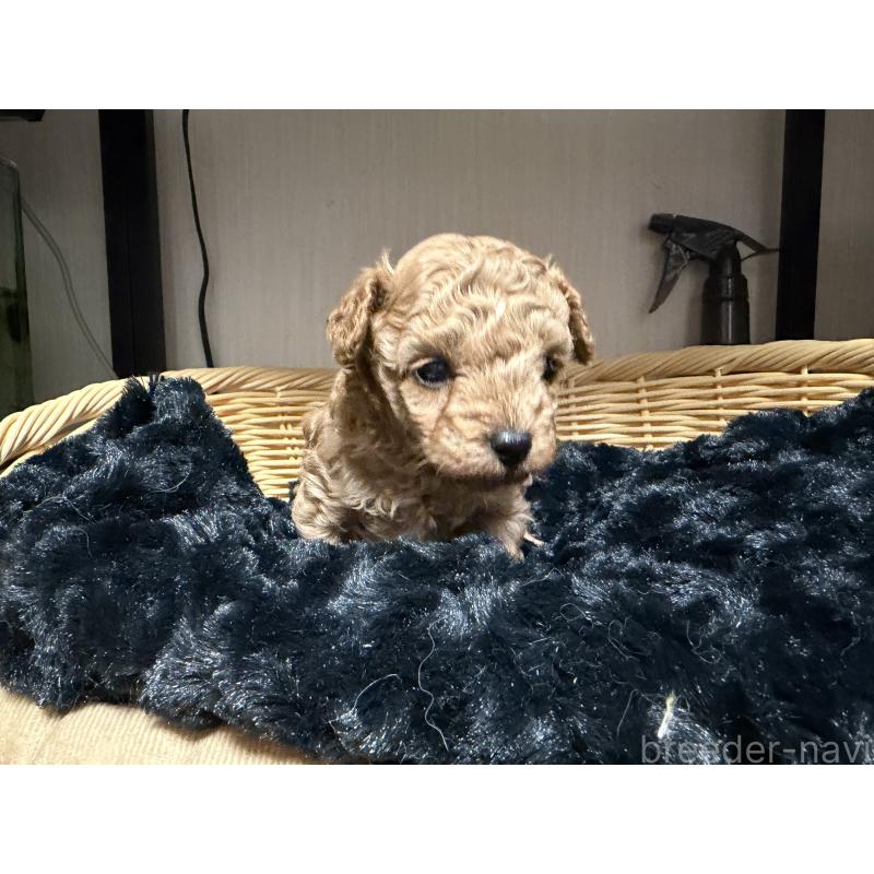 販売中の愛知県のティーカッププードル-447267の6枚目