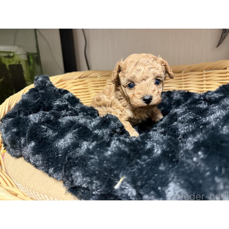 販売中の愛知県のティーカッププードル-447267の5枚目