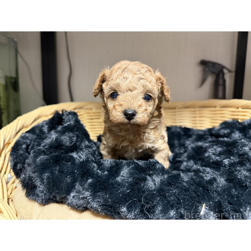 販売中の愛知県のティーカッププードル-447267の4枚目