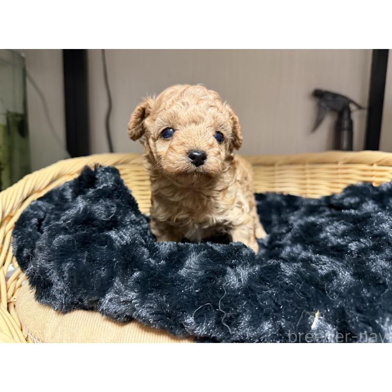 販売中の愛知県のティーカッププードル-447267の3枚目