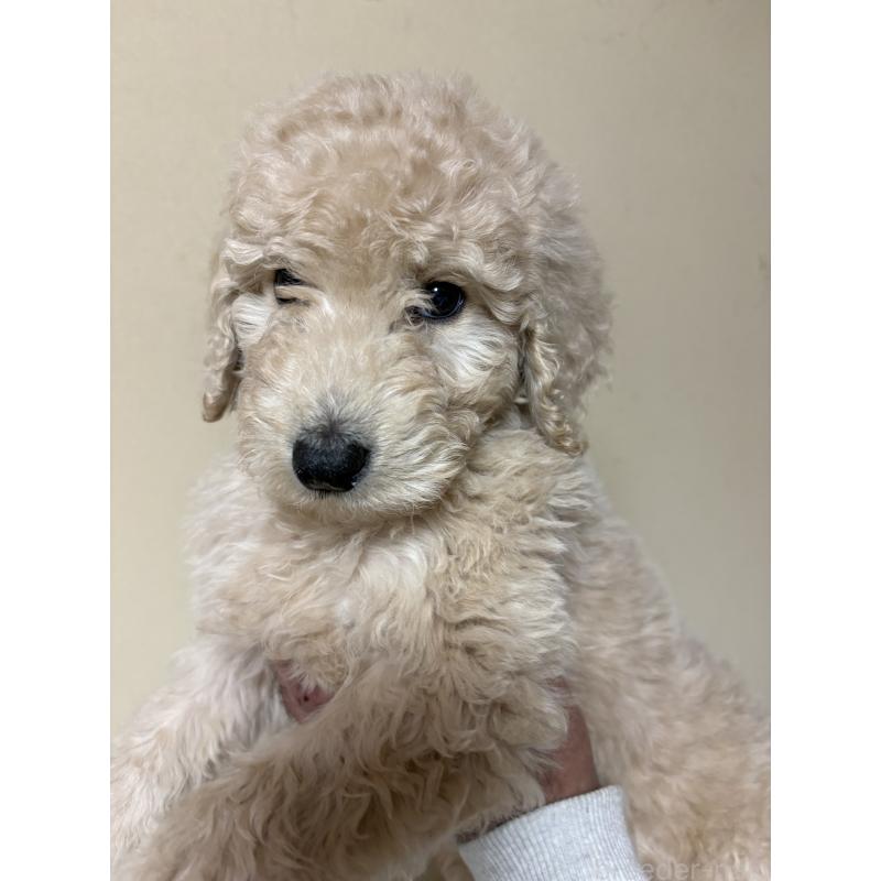 販売中の愛知県のスタンダードプードル-437230