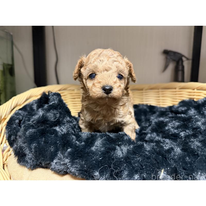 販売中の愛知県のティーカッププードル-447267の2枚目