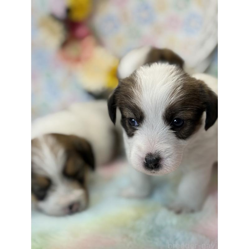 販売中の宮崎県のジャックラッセルテリア-446285の7枚目