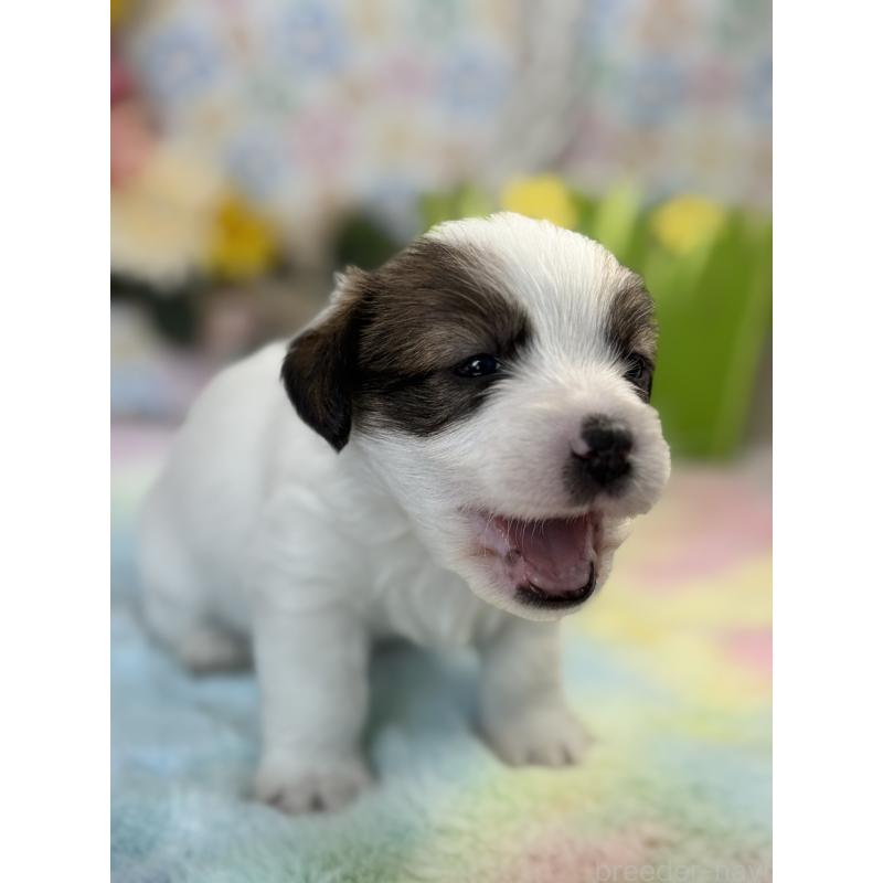 販売中の宮崎県のジャックラッセルテリア-446285の5枚目