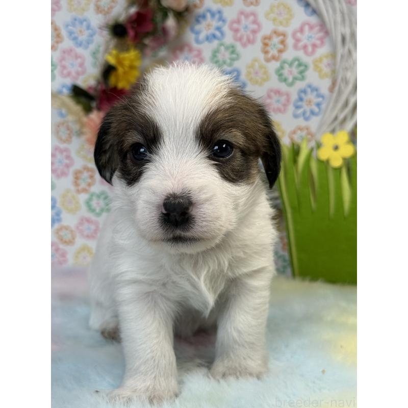 販売中の宮崎県のジャックラッセルテリア-446285の4枚目