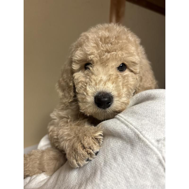 販売中の愛知県のスタンダードプードル-437225