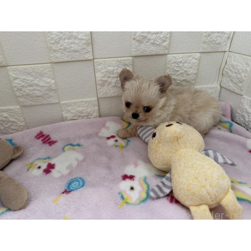 販売中の愛知県のチワワ(ロングコート)-447273の3枚目