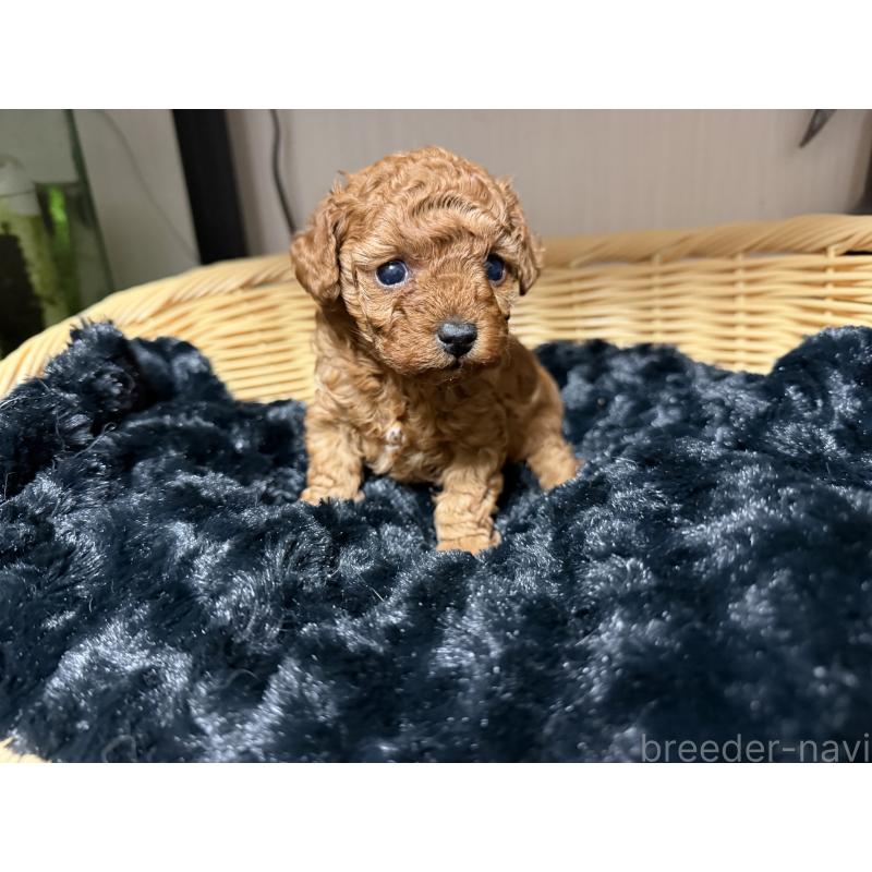 販売中の愛知県のティーカッププードル-447274の3枚目