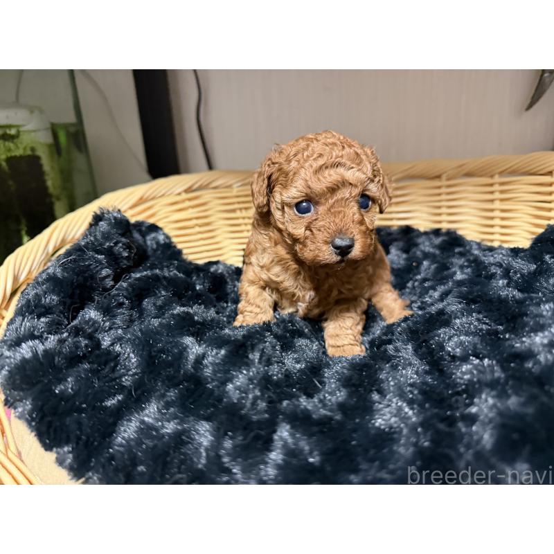 販売中の愛知県のティーカッププードル-447274の2枚目