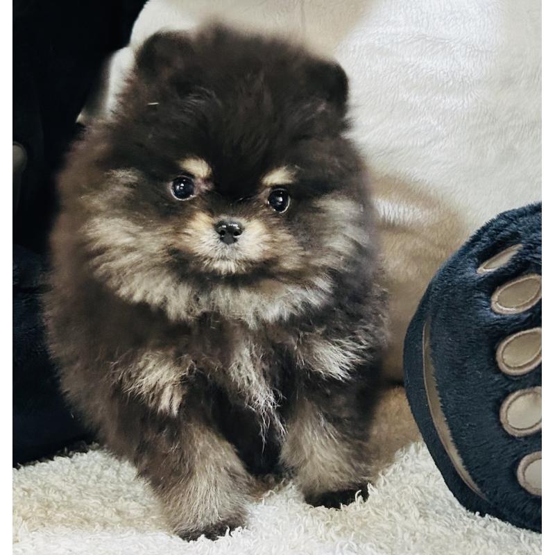 販売中の愛知県のポメラニアン-447275の1枚目