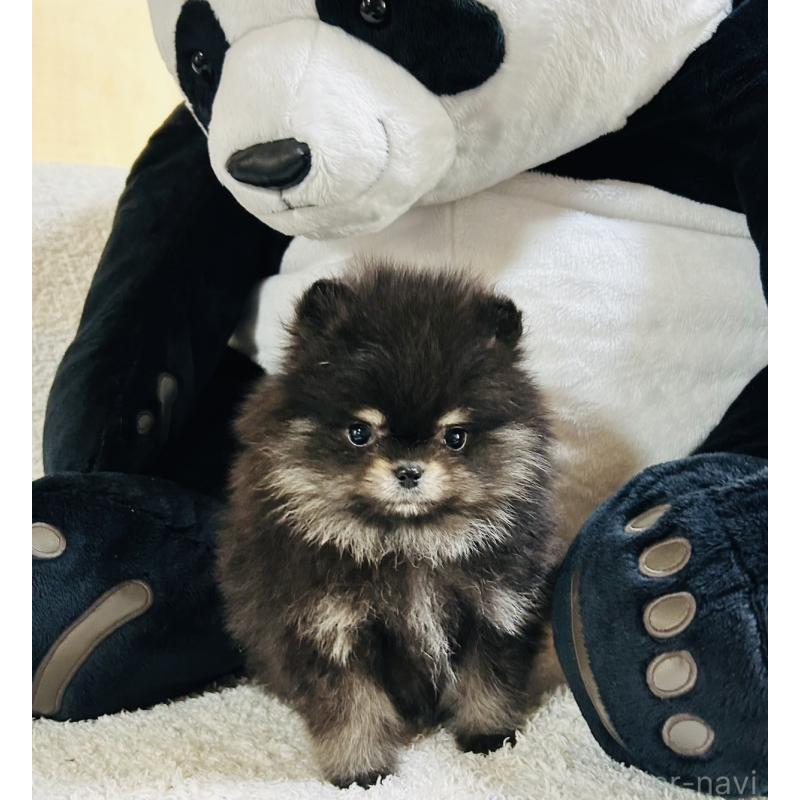 販売中の愛知県のポメラニアン-447275の4枚目
