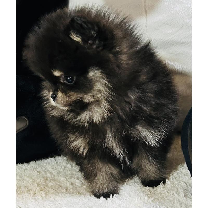 販売中の愛知県のポメラニアン-447275の3枚目