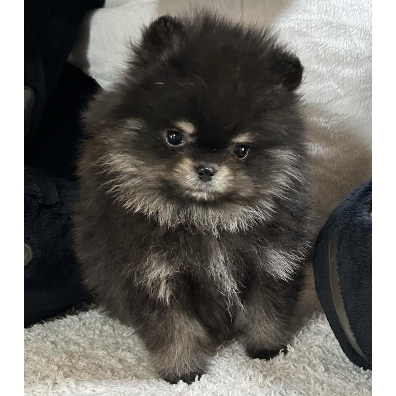 販売中の愛知県のポメラニアン-447275の2枚目