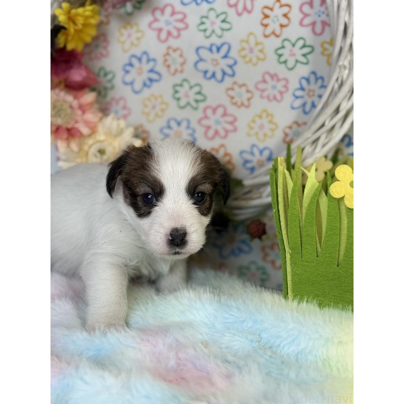 販売中の宮崎県のジャックラッセルテリア-446285の3枚目