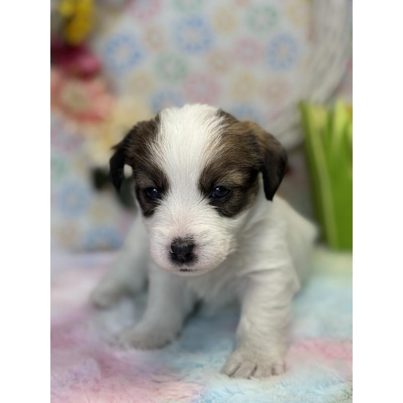 販売中の宮崎県のジャックラッセルテリア-446285の2枚目