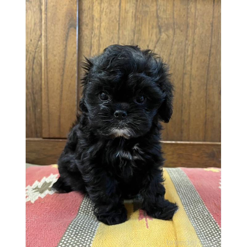 販売中の大阪府のミックス犬-447276の3枚目