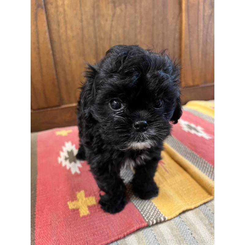 販売中の大阪府のミックス犬-447276の2枚目