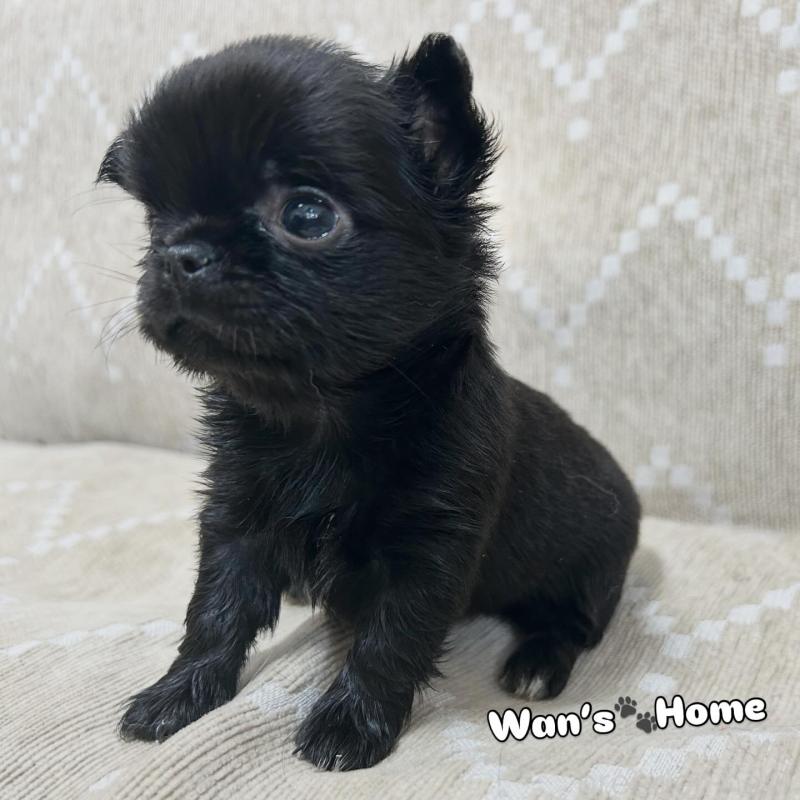 販売中の香川県のチワワ(ロングコート)-447277の6枚目