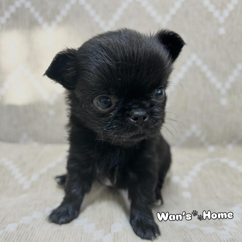 販売中の香川県のチワワ(ロングコート)-447277の5枚目