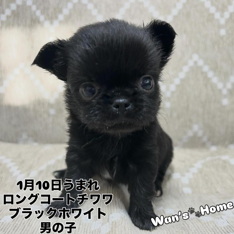 販売中の香川県のチワワ(ロングコート)-447277の1枚目