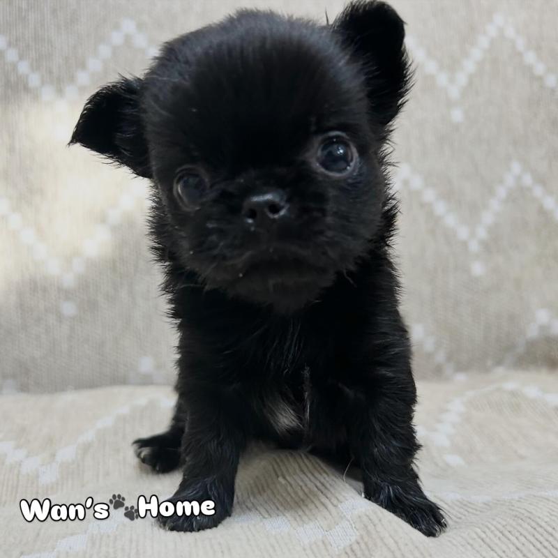 販売中の香川県のチワワ(ロングコート)-447277の4枚目