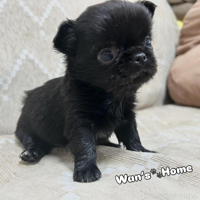 販売中の香川県のチワワ(ロングコート)-447277の3枚目