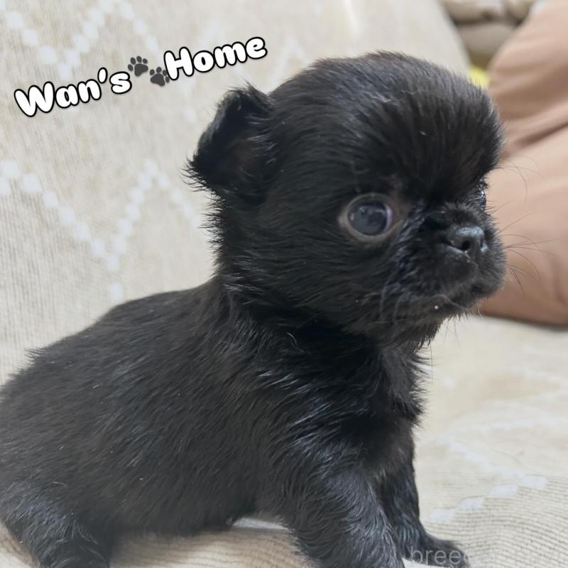 販売中の香川県のチワワ(ロングコート)-447277の2枚目