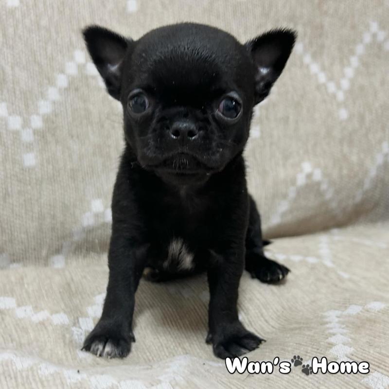 販売中の香川県のチワワ(スムースコート)-447278の1枚目