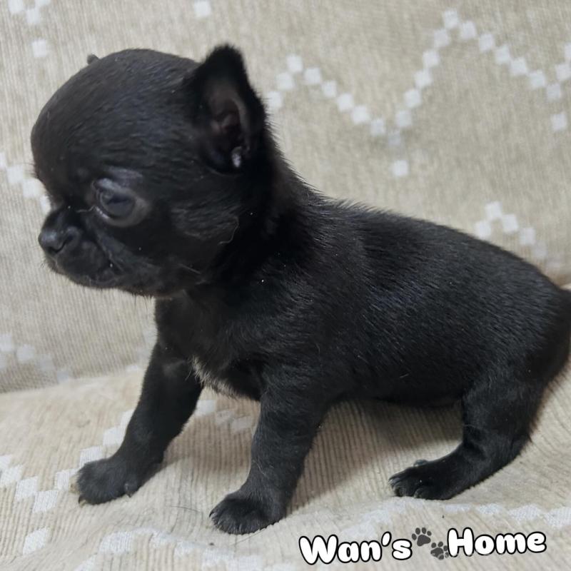 販売中の香川県のチワワ(スムースコート)-447278の4枚目