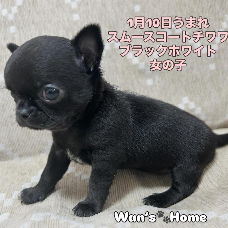 販売中の香川県のチワワ(スムースコート)-447278の3枚目