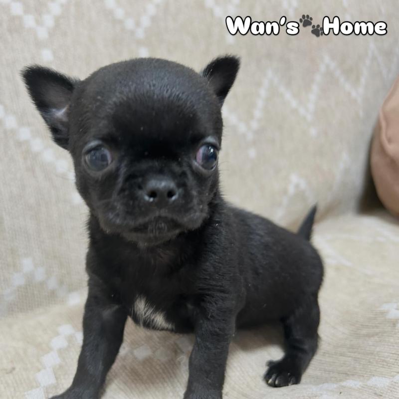 販売中の香川県のチワワ(スムースコート)-447278の2枚目