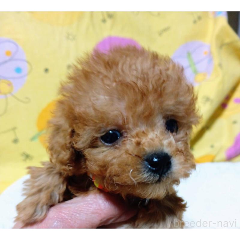 販売中の愛媛県のティーカッププードル-447279の1枚目