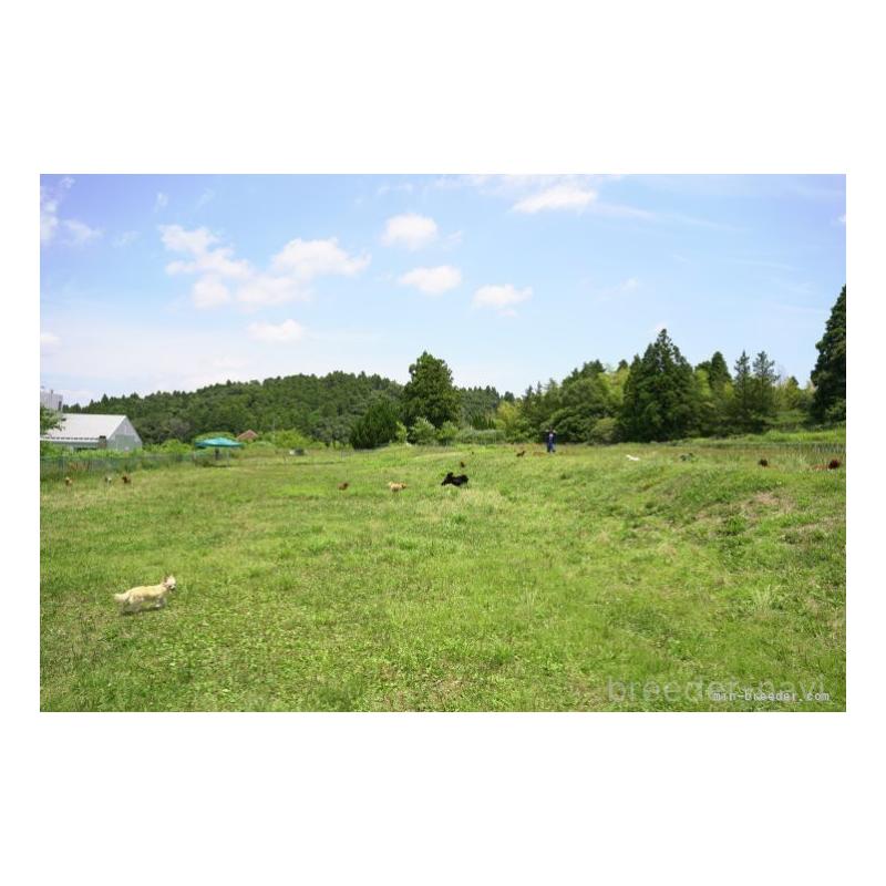 販売中の東京都のマルチーズ-447282の2枚目