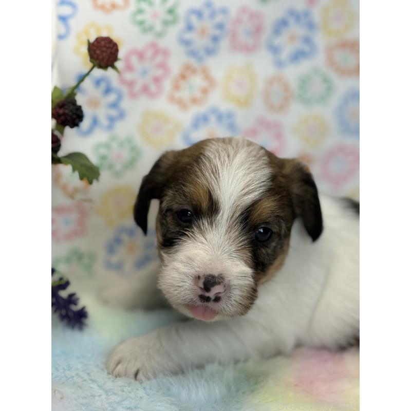 販売中の宮崎県のジャックラッセルテリア-447283の6枚目