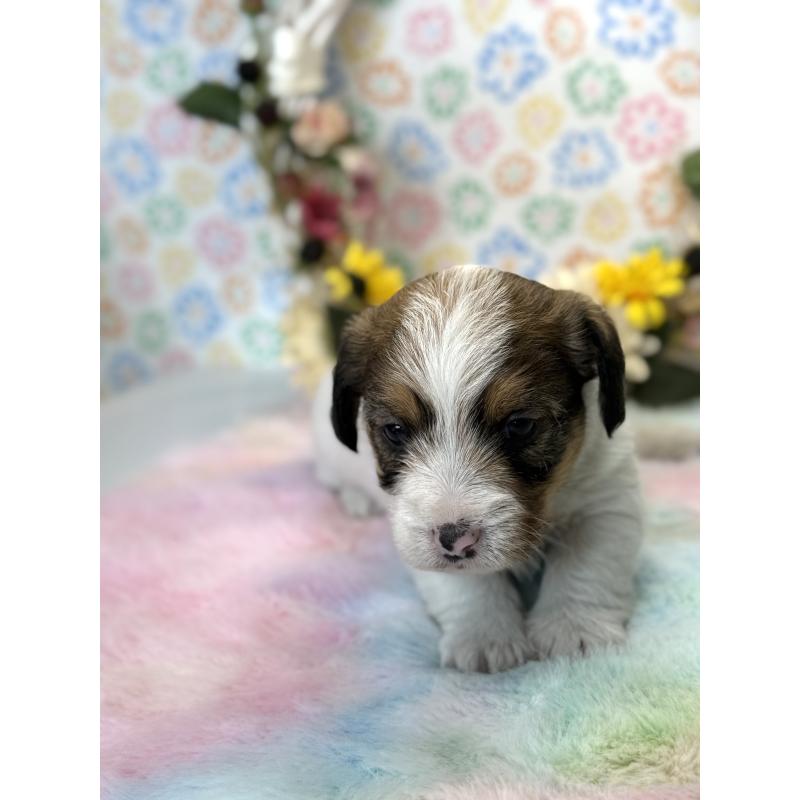 販売中の宮崎県のジャックラッセルテリア-447283の5枚目