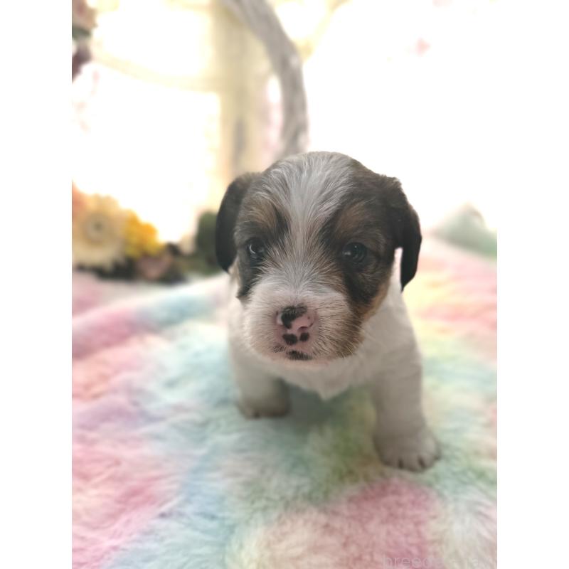 販売中の宮崎県のジャックラッセルテリア-447283の4枚目