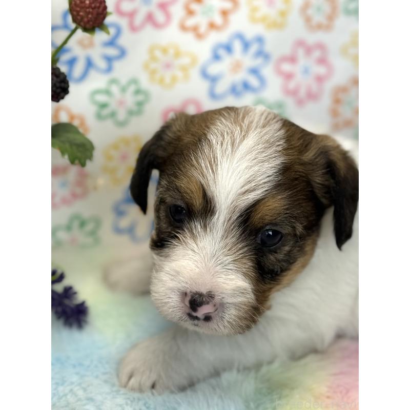 販売中の宮崎県のジャックラッセルテリア-447283の3枚目