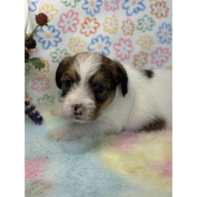 販売中の宮崎県のジャックラッセルテリア-447283の2枚目