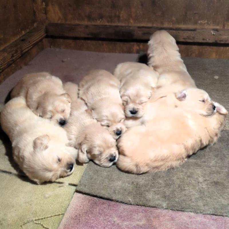 販売中の山口県のゴールデンレトリーバー-447286