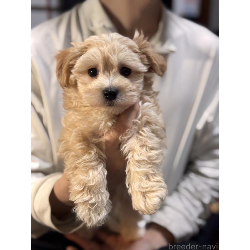 販売中の埼玉県のマルプー:マルチーズ×トイプードル-446487の5枚目