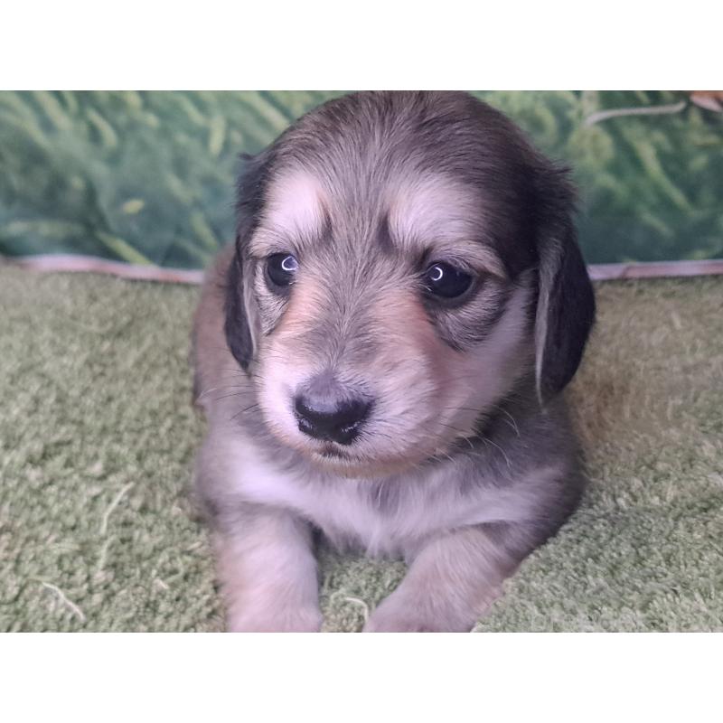 販売中の愛知県のミニチュアダックスフンド(ロングヘアード)-445008